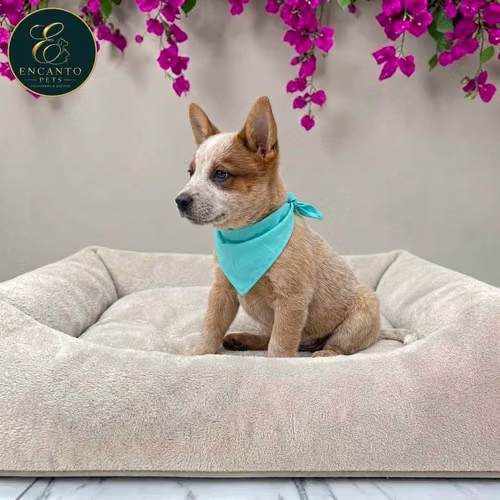 Cachorro BOYERO AUSTRALIANO RED HEELER disponible