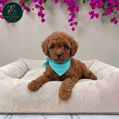 Cachorro FRENCH POODLE RED MINIATURA disponible