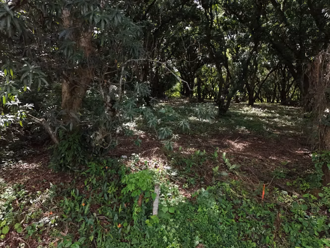 Lote en Venta San Mateo de Orotina 400 m² – 15 Millones - Imagen 4