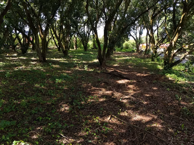 Lote en Venta San Mateo de Orotina 400 m² – 15 Millones - Imagen 5