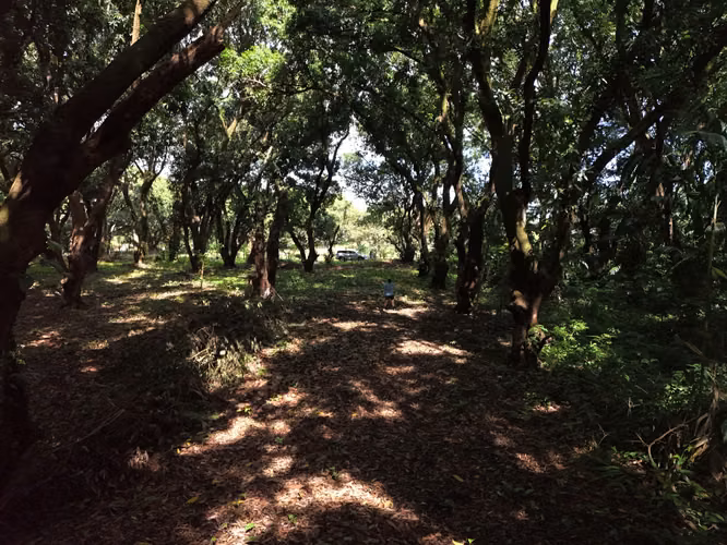 Lote en Venta San Mateo de Orotina 400 m² – 15 Millones - Imagen 7