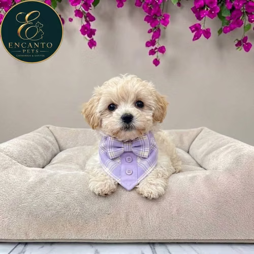 Cachorro MALTIPOO disponible - Imagen 2