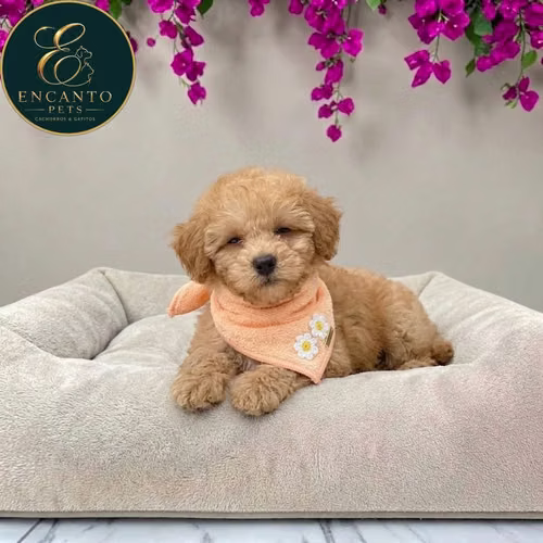 Cachorro MALTIPOO disponible - Imagen 6