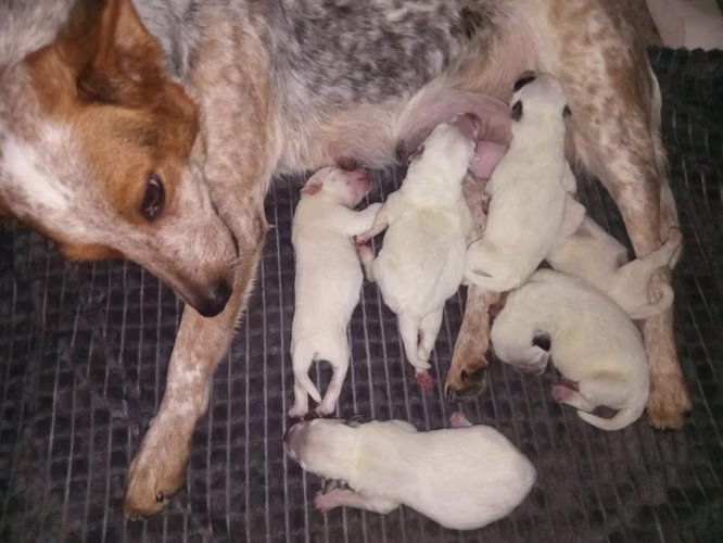 Cachorros Boyero Australiano