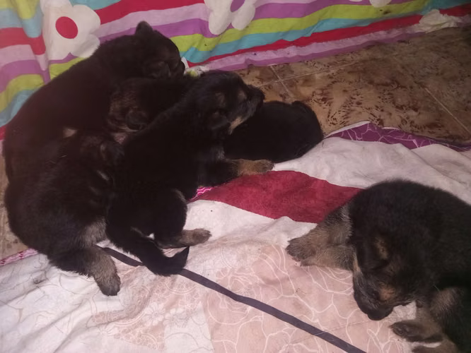Cachorros Pastor Aleman