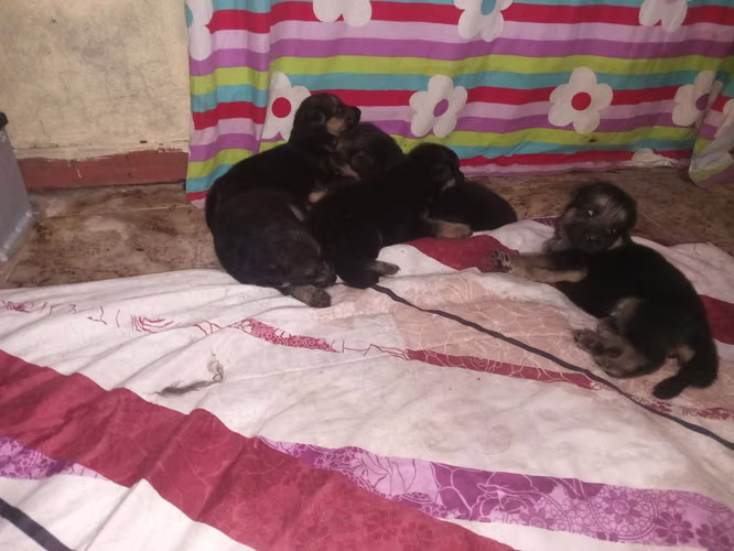 Cachorros Pastor Aleman - Imagen 2