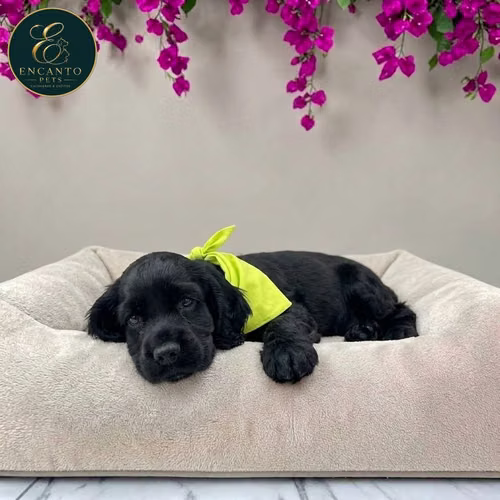 Cachorro COCKER SPANIEL INGLES TRADICIONAL disponible - Imagen 10