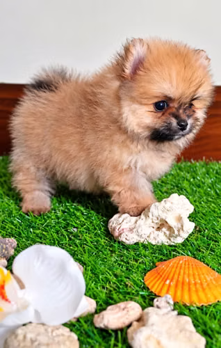 Pomeranian miniatura  - Imagen 2