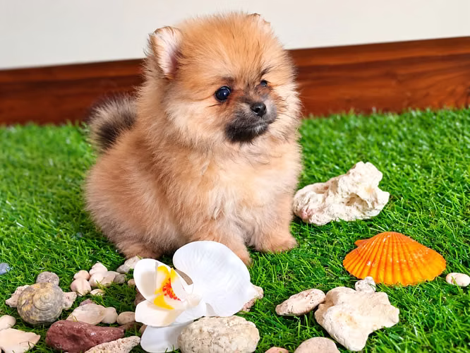 Pomeranian miniatura 