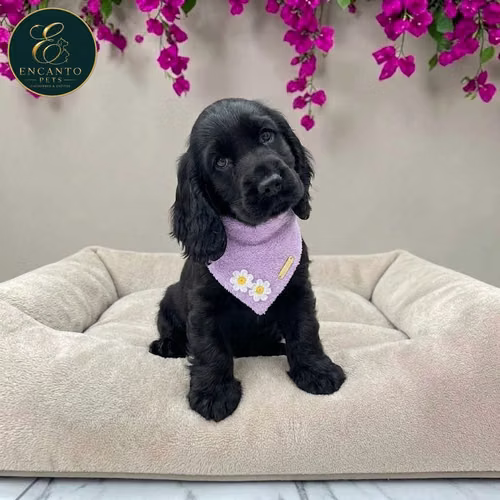 Cachorro COCKER SPANIEL INGLES TRADICIONAL disponible