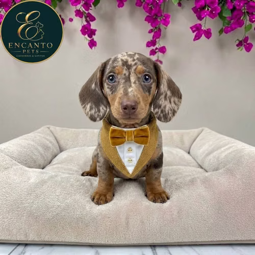 Cachorro Salchicha Miniatura Arlequín Chocolate / Miniature Dachshund Dapple Chocolate disponible - Imagen 6