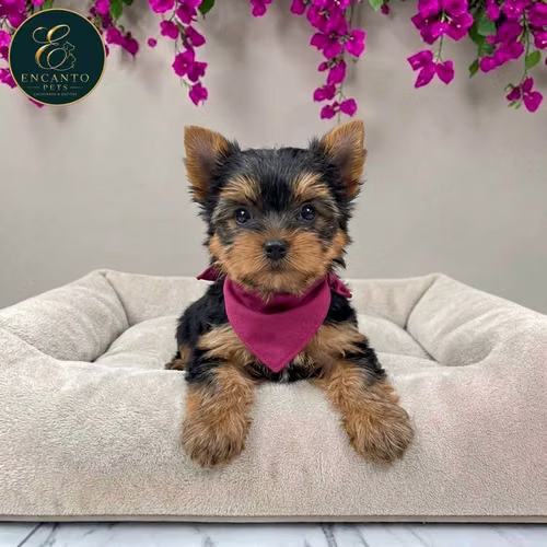 Cachorro Yorkie Miniatura / Yorkshire Terrier Miniature disponible - Imagen 9