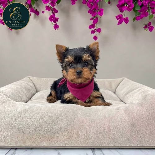 Cachorro Yorkie Miniatura / Yorkshire Terrier Miniature disponible - Imagen 10
