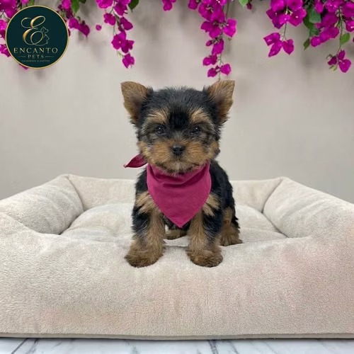 Cachorro Yorkie Miniatura / Yorkshire Terrier Miniature disponible - Imagen 5