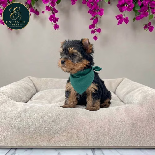 Cachorro Yorkie Miniatura / Yorkshire Terrier Miniature disponible - Imagen 7