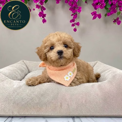 Cachorro MALTIPOO disponible - Imagen 7