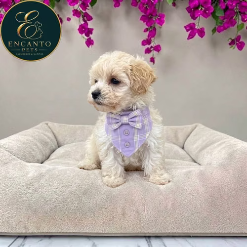 Cachorro MALTIPOO disponible