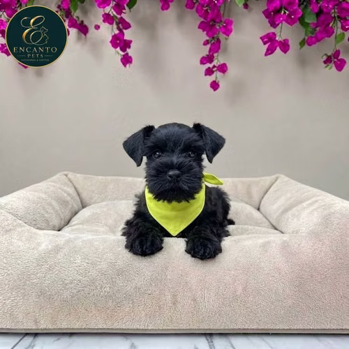 Cachorro Schnauzer Miniatura Salpimienta y Negro / Miniature Schnauzer Salt and Pepper and Black disponible - Imagen 2