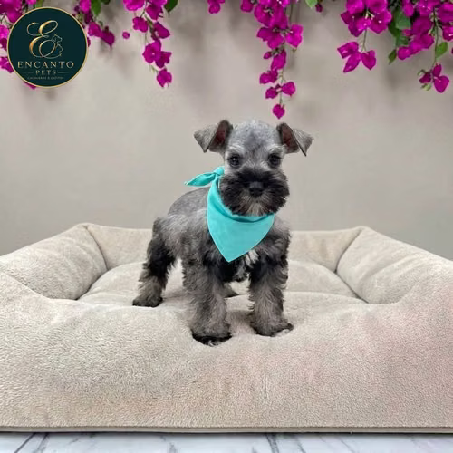 Cachorro Schnauzer Miniatura Salpimienta y Negro / Miniature Schnauzer Salt and Pepper and Black disponible - Imagen 6