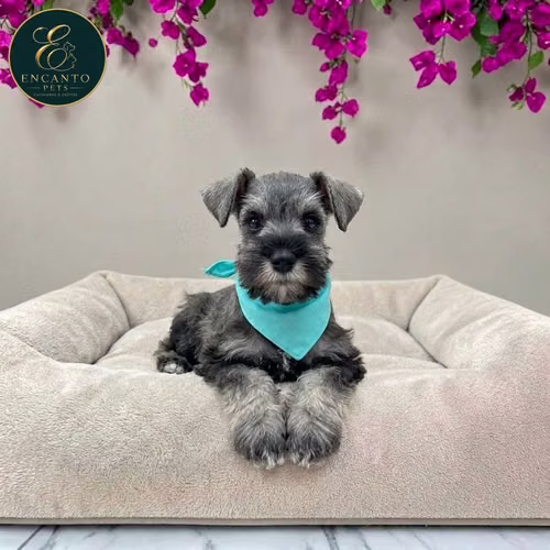 Cachorro Schnauzer Miniatura Salpimienta y Negro / Miniature Schnauzer Salt and Pepper and Black disponible - Imagen 5