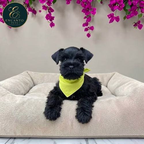 Cachorro Schnauzer Miniatura Salpimienta y Negro / Miniature Schnauzer Salt and Pepper and Black disponible - Imagen 8