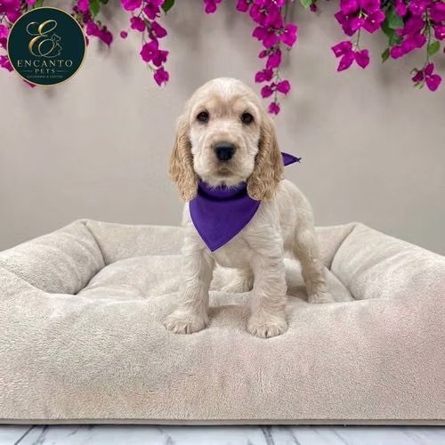 Cachorro Cocker Spaniel Ingles Beige Tradicional / English Cocker Spaniel Buff disponible - Imagen 8