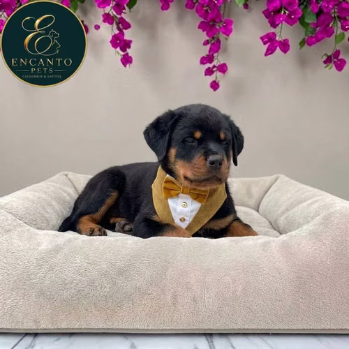 Cachorro ROTTWEILER LINEA AMERICANA disponible - Imagen 3