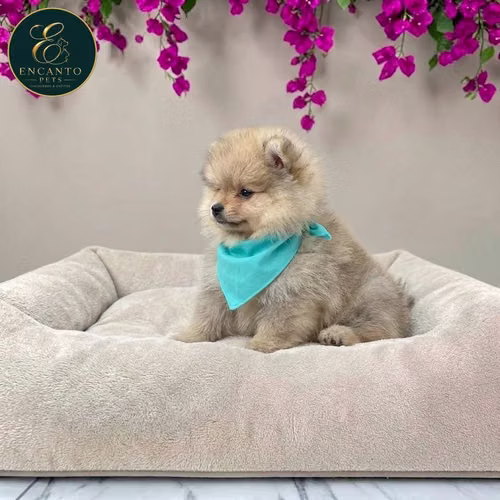 Cachorro POMERANIAN CARA DE OSO disponible - Imagen 2