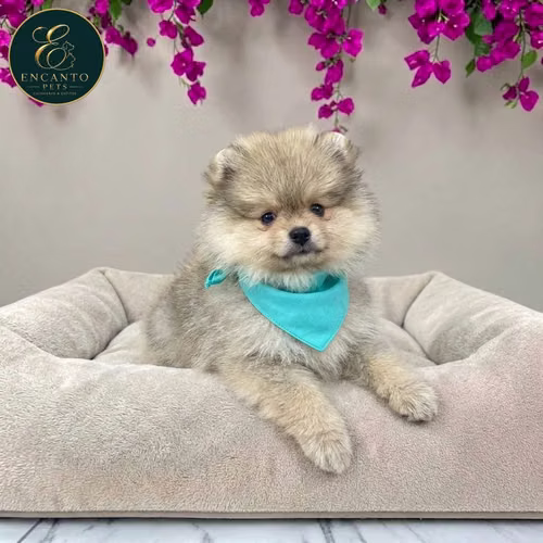 Cachorro POMERANIAN CARA DE OSO disponible - Imagen 4