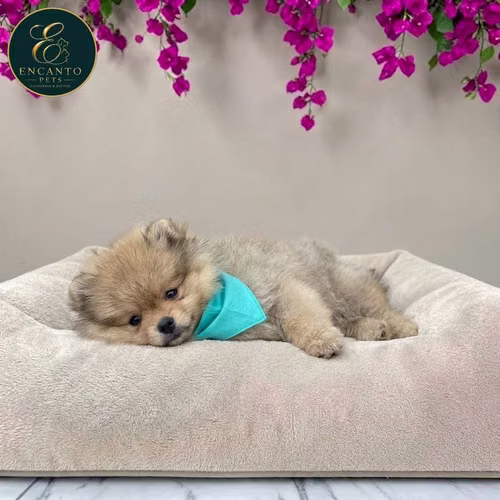 Cachorro POMERANIAN CARA DE OSO disponible - Imagen 1