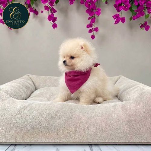 Cachorro POMERANIAN CARA DE OSO disponible - Imagen 3