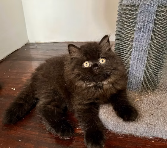 Brittish shorthair y Brittish longhair puros con pedigrí