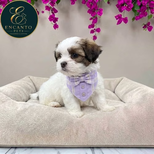 Cachorro Pequinés Maltés / Pekingese Maltese Mix disponible - Imagen 2