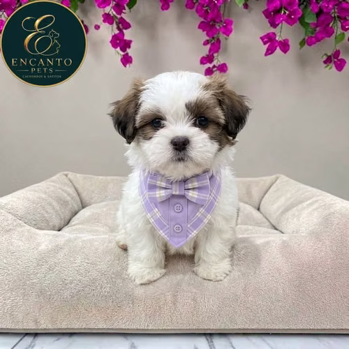 Cachorro Pequinés Maltés / Pekingese Maltese Mix disponible - Imagen 9