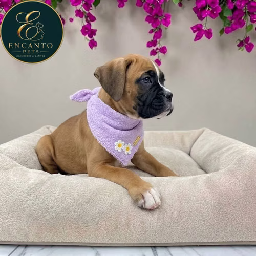Cachorro BOXER disponible - Imagen 6