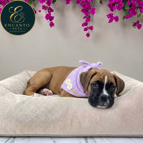 Cachorro BOXER disponible