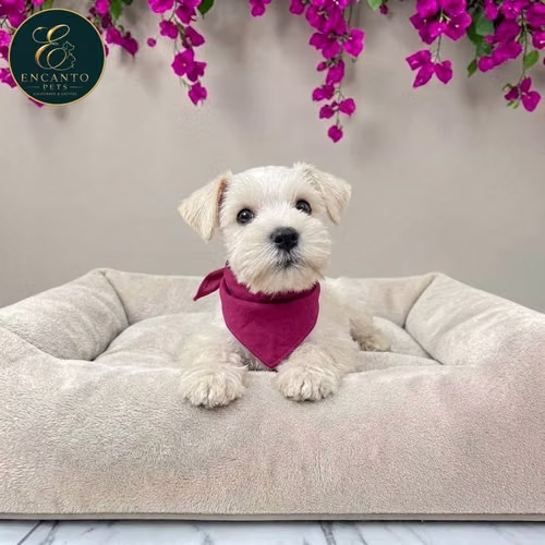 Cachorro Schnauzer Blanco y Black Silver / Miniature Schnauzer White and Black Silver disponible