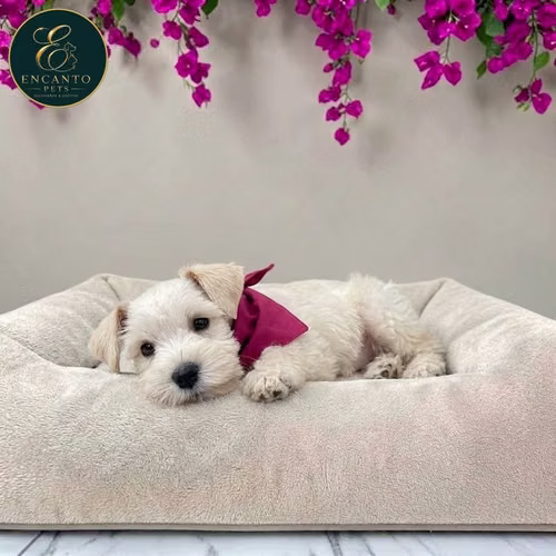 Cachorro Schnauzer Blanco y Black Silver / Miniature Schnauzer White and Black Silver disponible - Imagen 2