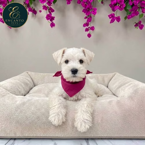 Cachorro Schnauzer Blanco y Black Silver / Miniature Schnauzer White and Black Silver disponible - Imagen 4