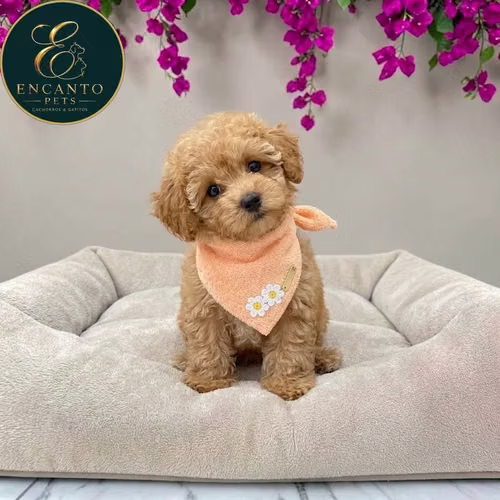 Cachorro MALTIPOO disponible - Imagen 8