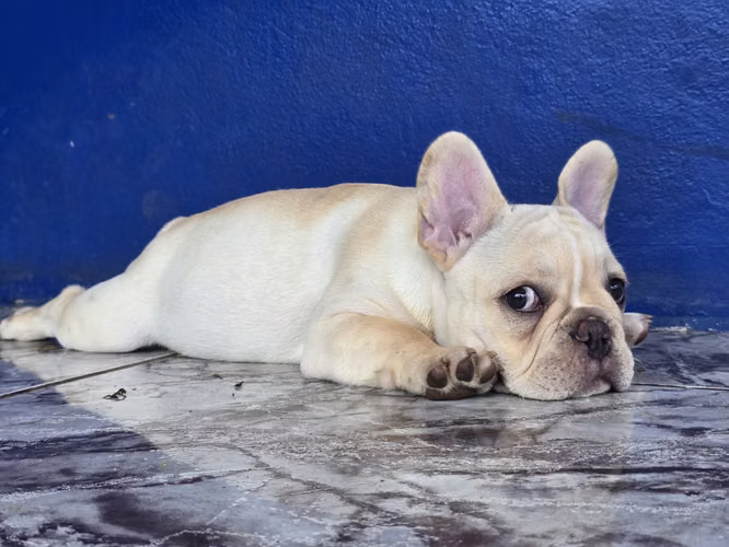 Bulldog Francés  - Imagen 4