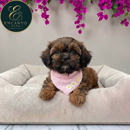 Cachorro Pequinés Maltés / Pekingese Maltese Mix disponible