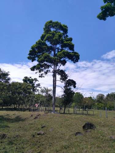 FINCA CON 3 CASAS EN LA ARGENTINA, POCORA, LIMON. SE VENDE - Imagen 7
