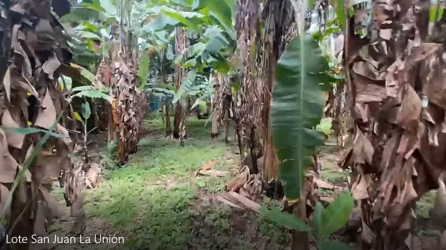 ID #1611 TRES RIOS SAN JUAN LINDO Y AMPLIO LOTE - Imagen 4