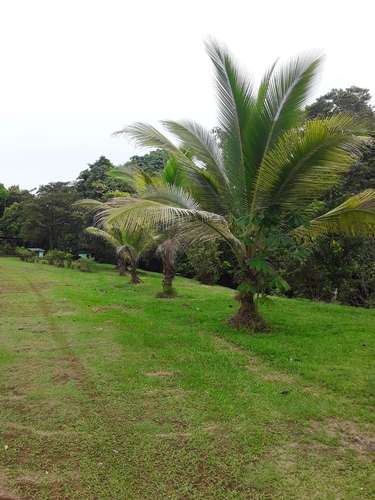 ID #1420 GUACIMO HERMOSA PROPIEDAD 6115 M2