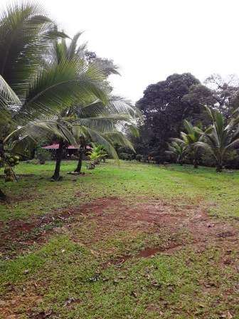 ID #1420 GUACIMO HERMOSA PROPIEDAD 6115 M2