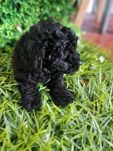 FRENCH POODLE