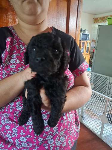 FRENCH POODLE
