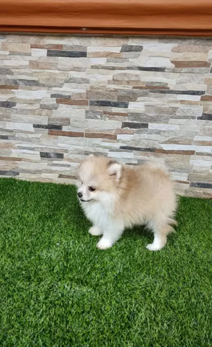 Pomeranian - Imagen 2