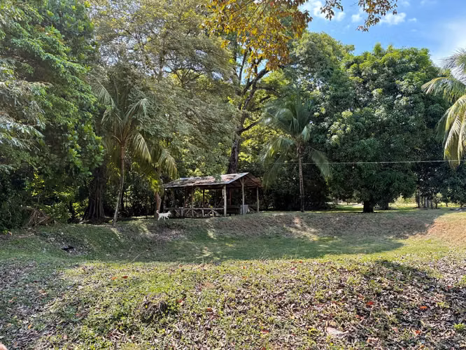 Venta de finca cultivada de limones Mesinos en Colorado, Abangares, Guanacaste